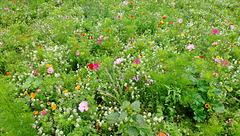 london fields wildflower meadow, hackney, london