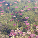 Waterlilies - definitely Bishopstone not Giverny 16 4 2012