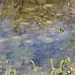 A first Impression of Bishopstone Pond - 16.4.2012
