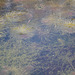 Before Monet used Photoshop - Bishopstone Pond -  16.4.2012