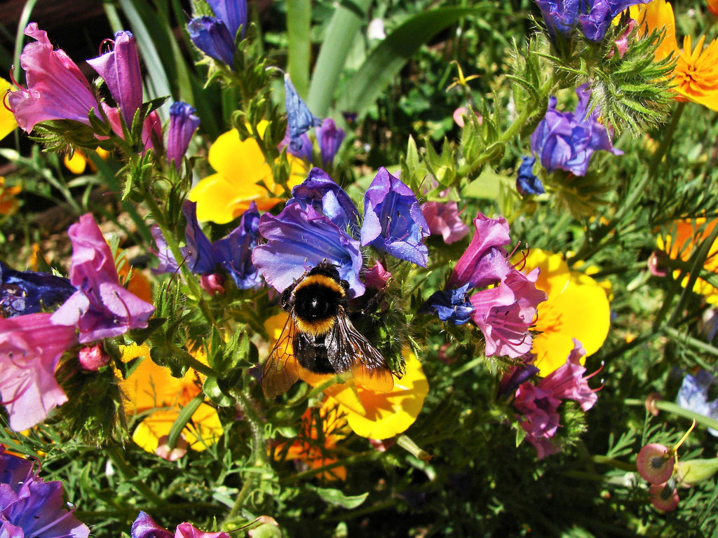 Bumble bee feeding