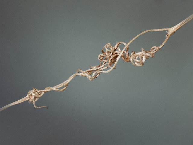 Dried Up & Still Tied Up: Wild Pea Vine Tendrils