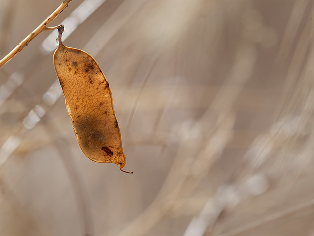 Dried Pea Pod Glowing in the Morning Sun