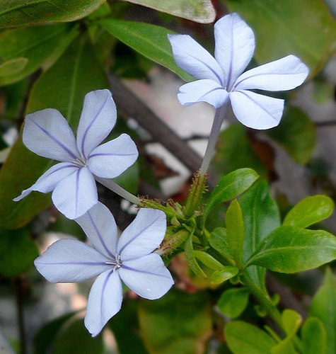 azzurro Plumbago