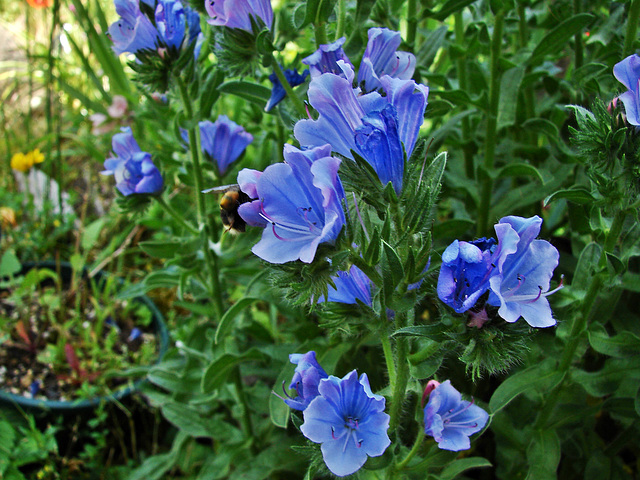 Blue and green