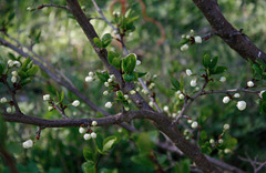 Plum blossoms