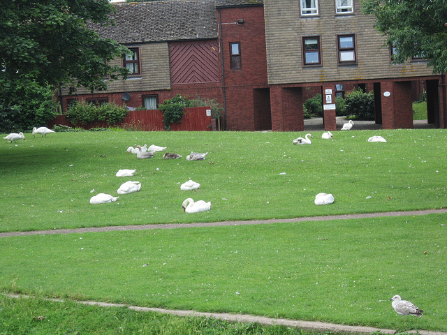 Swans causing congestion around the houses