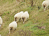 Sheep on Hillside