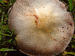 Morning dew on Mushroom