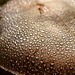 Morning dew on Mushroom