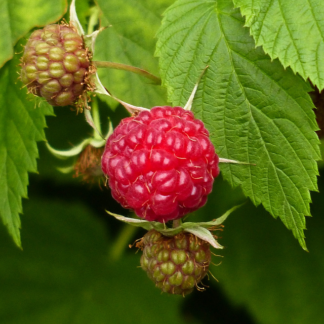 Surprise, surprise ... Raspberries in my back yard