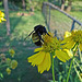 Bumble Bee on Sunflower