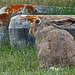 The Cemetery Jackrabbit