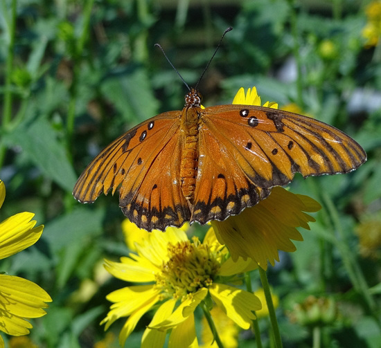 Gulf Fritillary butterfly