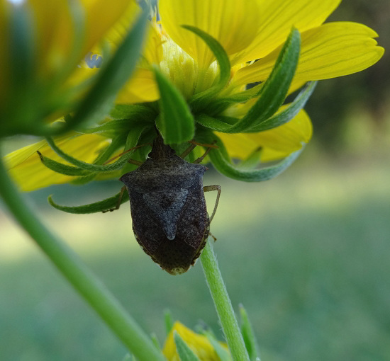 Shield or Stink Bug (Euschistus servus)