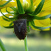 Shield or Stink Bug (Euschistus servus)