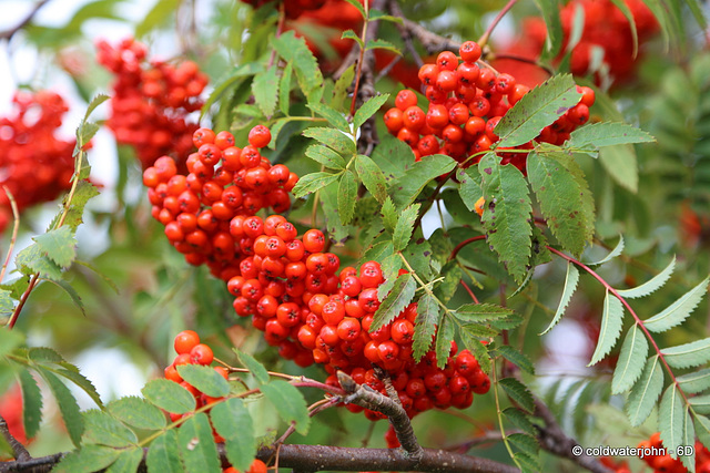 Rowan berries