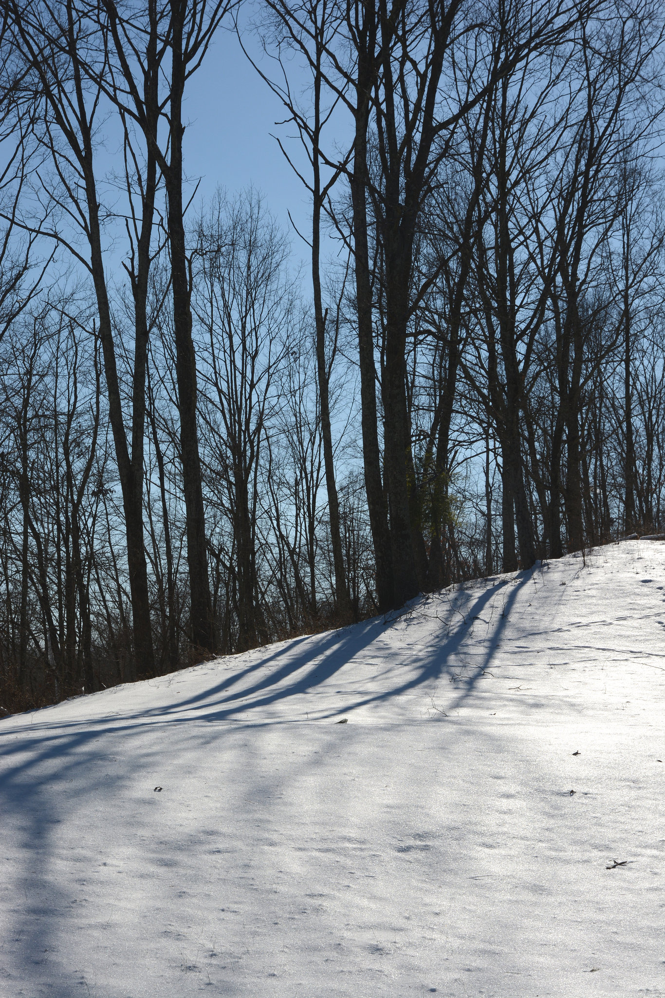 Cold winter's afternoon