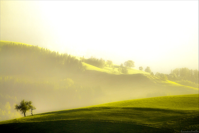 view from the lonely tree.........