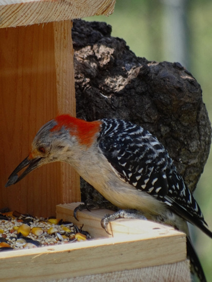 Young Master Red Belly