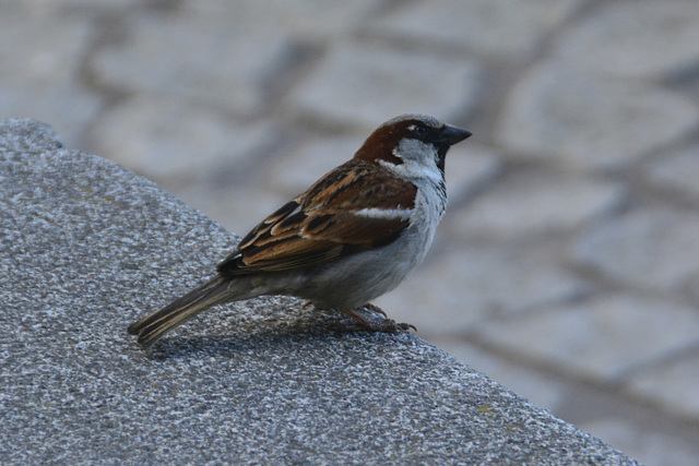 Leipzig 2013 – Sparrow