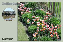 Tulips in Kipling Gardens, Rottingdean on 27.3.2012
