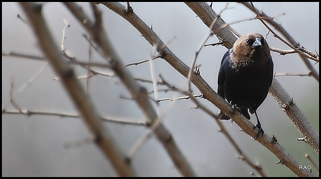 The lonely fellow