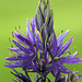 Common Camas