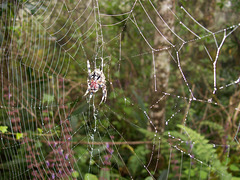 South African Spider God's Window