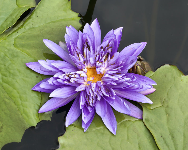 The "King of Siam" – New York Botanical Garden, New York, New York