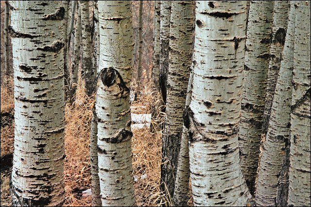 Poplars 00  20080400