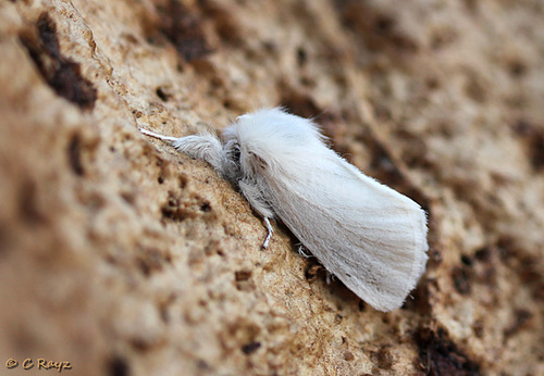 Brown-tail Moth