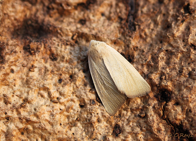 Fen Wainscot