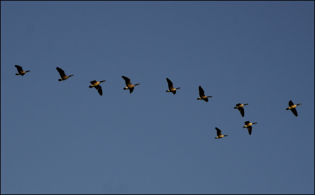 Canada Geese 00 20110923