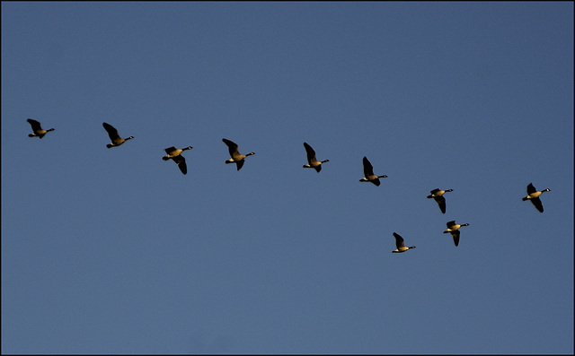Canada Geese 00 20110923