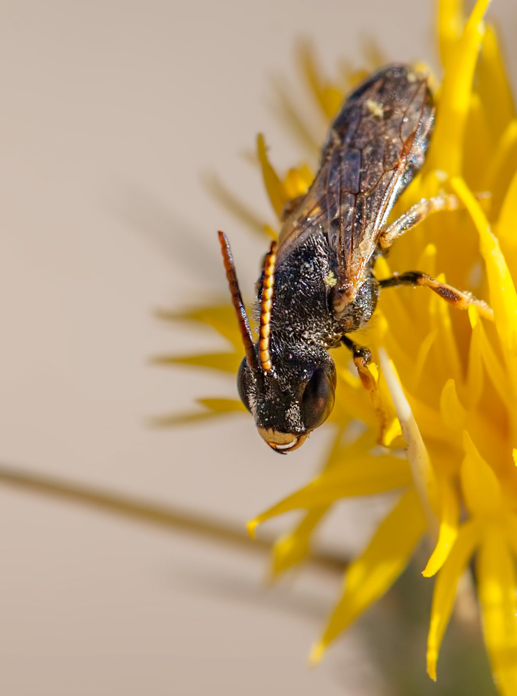 Black-Striped Bee Looking Down