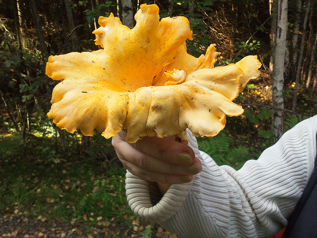 My largest find, ever