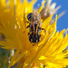 Black Striped Bee on Star Thistle