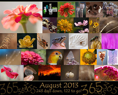 365 Project: August Collage