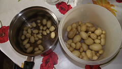 My home grown potatoes