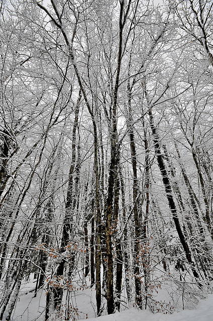 CHARBONNIERES-LES-SAPINS: Paysage de neige 02A.