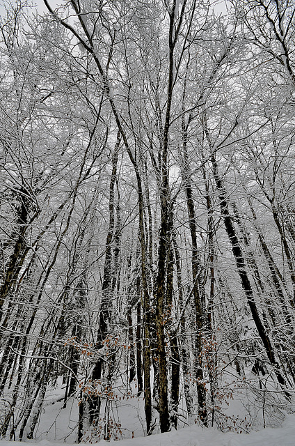 CHARBONNIERES-LES-SAPINS: Paysage de neige 02.