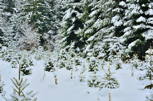 CHARBONNIERES-LES-SAPINS: Paysage de neige 01.