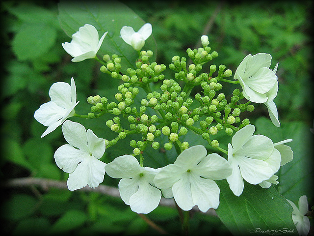 Couronne de fleurs