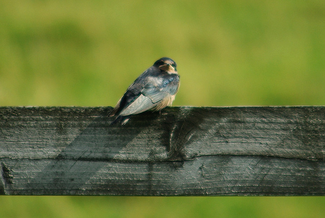 Swallow