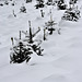 CHARBONNIERES-LES-SAPINS: Paysage de neige 05.