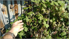 Picking blackberries by boat