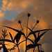 Bremen Evening Skies...