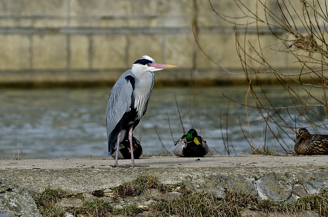 BESANCON: Un héron cendré (Ardea cinerea).