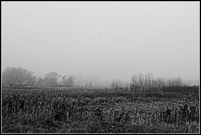 Walking in the fog